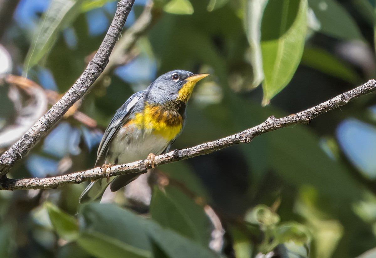 Northern Parula - ML617793130