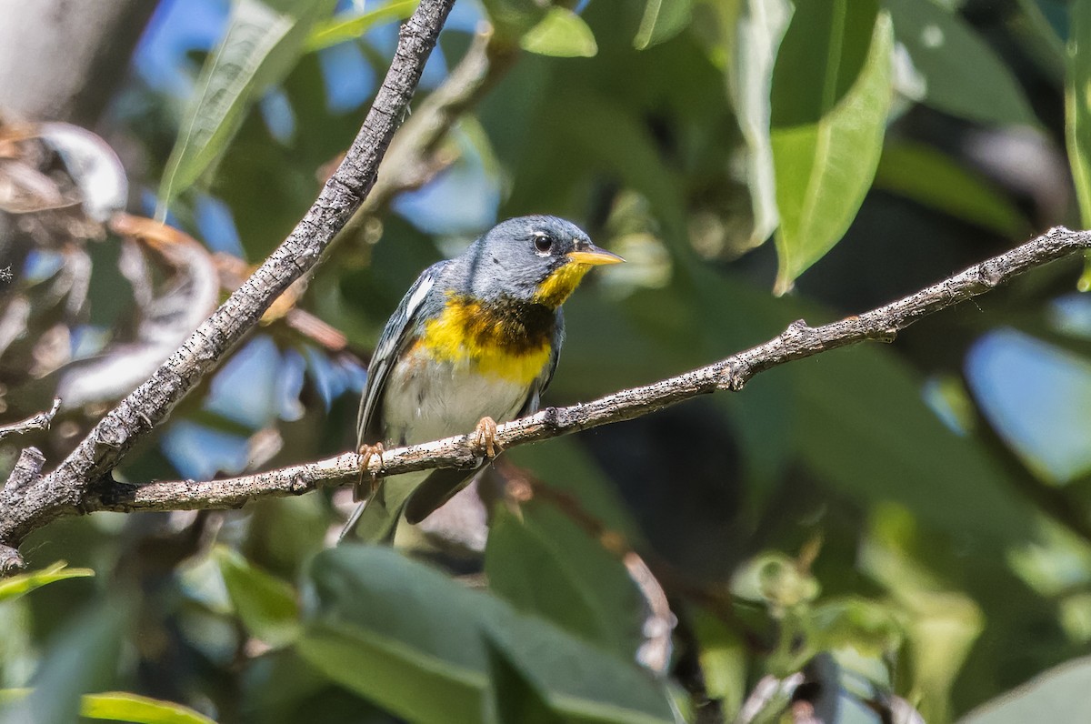 Northern Parula - ML617793133