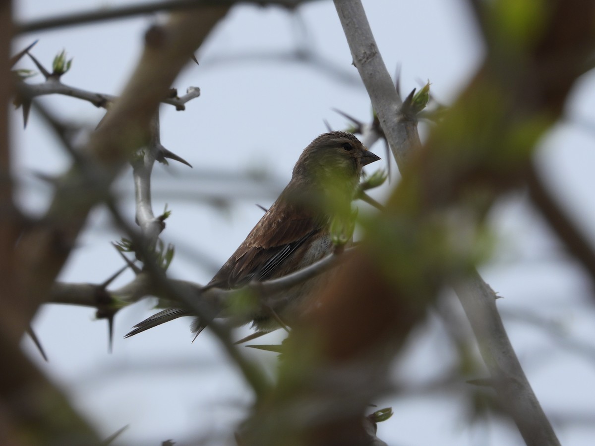 Eurasian Linnet - Josip Turkalj