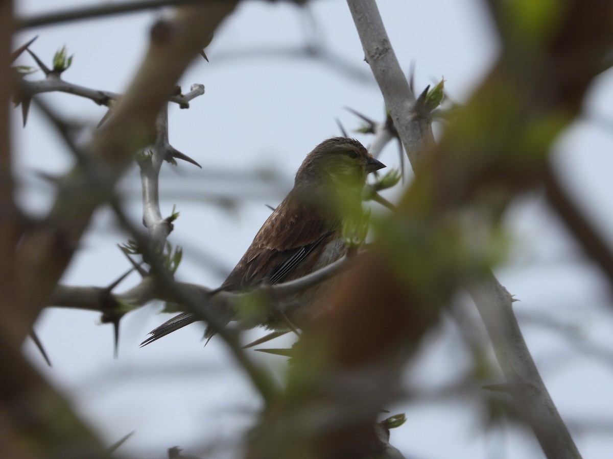 Eurasian Linnet - Josip Turkalj