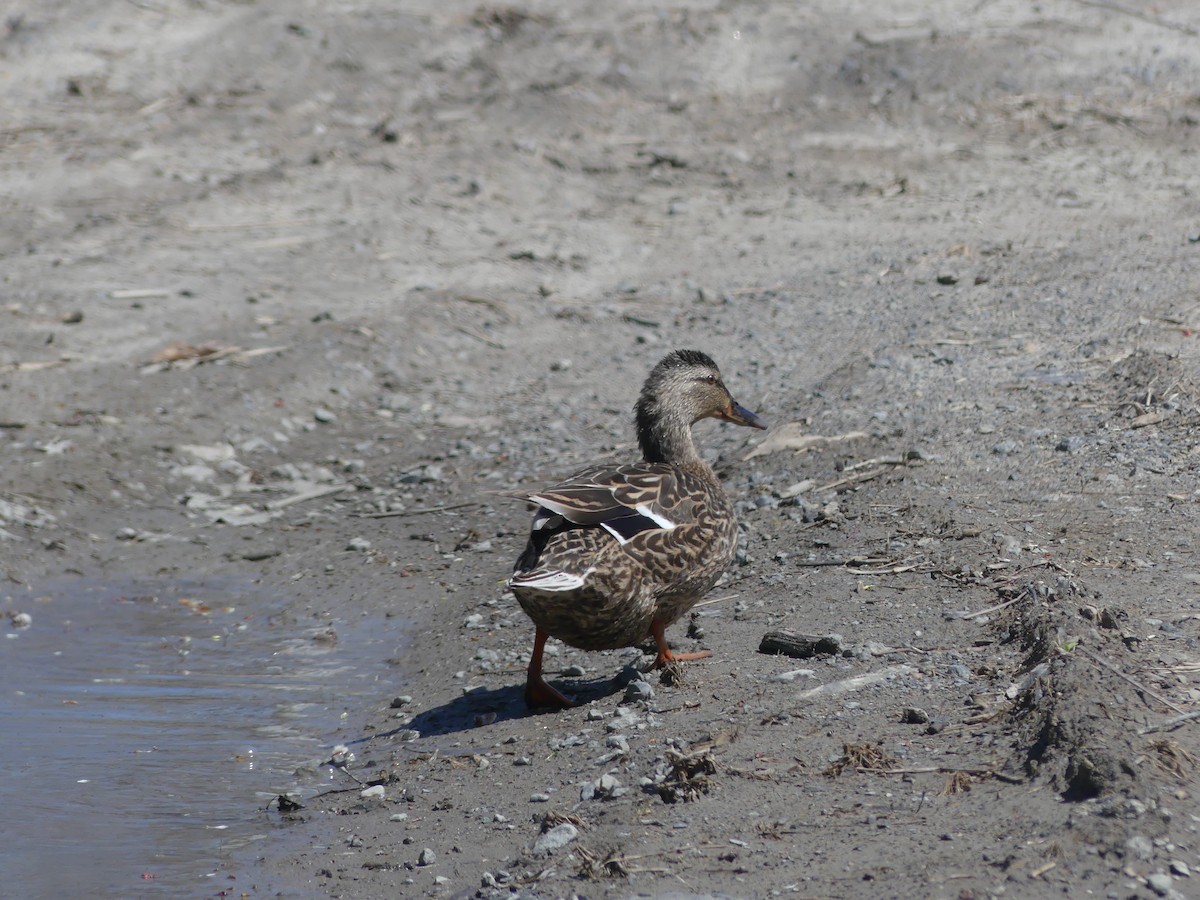 Mallard - André Labelle