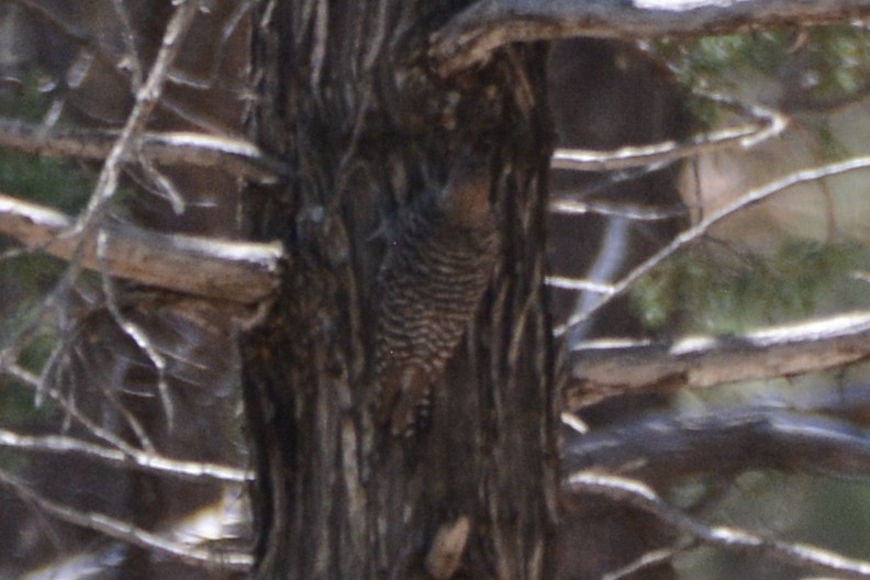 Williamson's Sapsucker - ML617793183