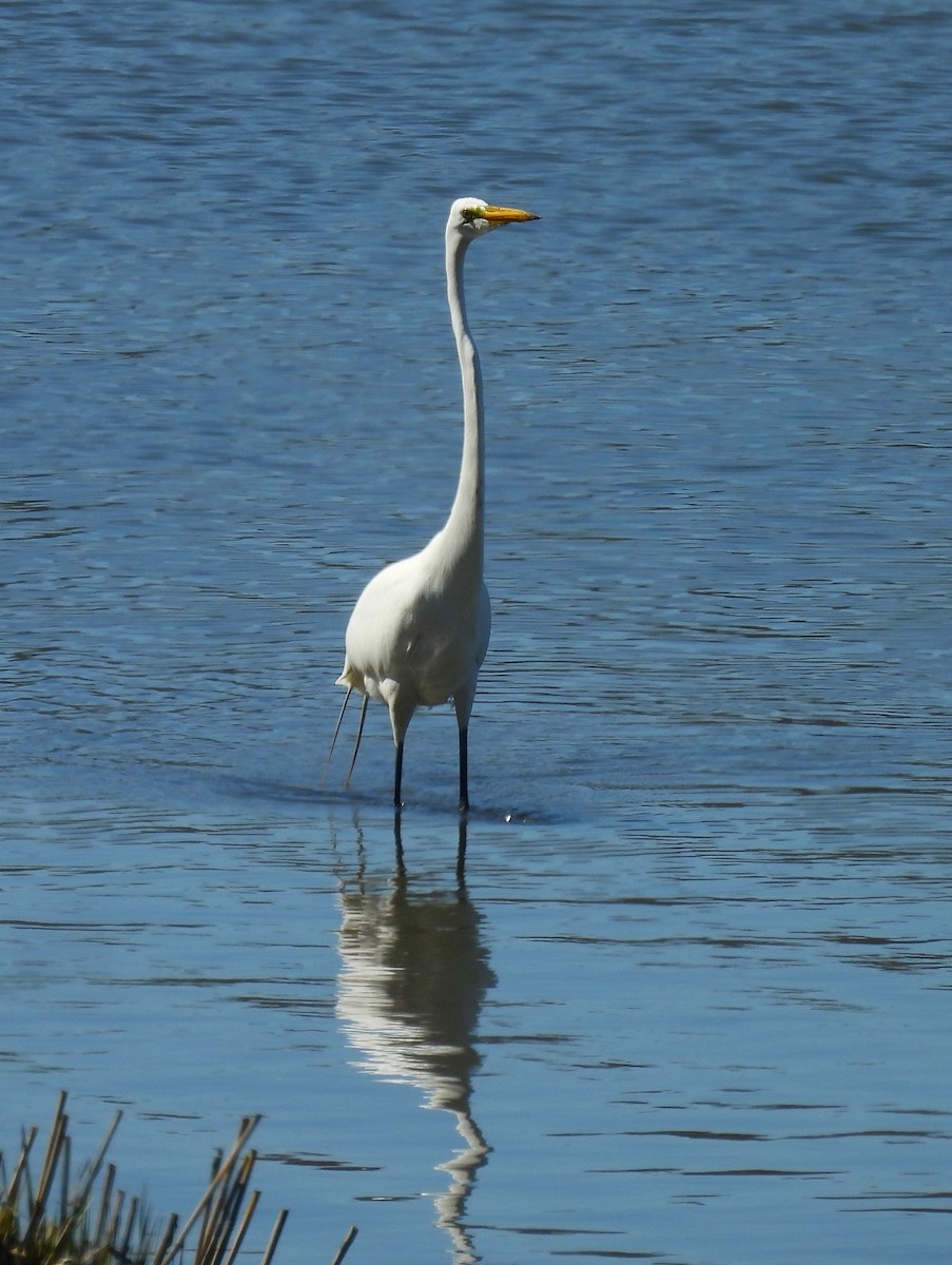 Great Egret - Jennifer Wilson-Pines