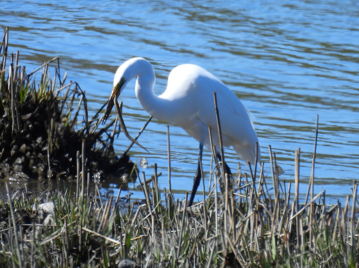 Great Egret - Jennifer Wilson-Pines