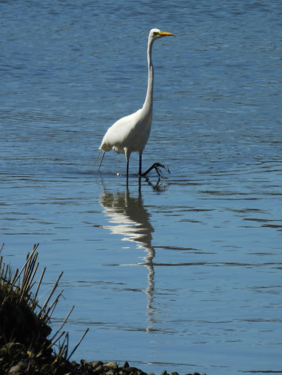 Great Egret - ML617793192