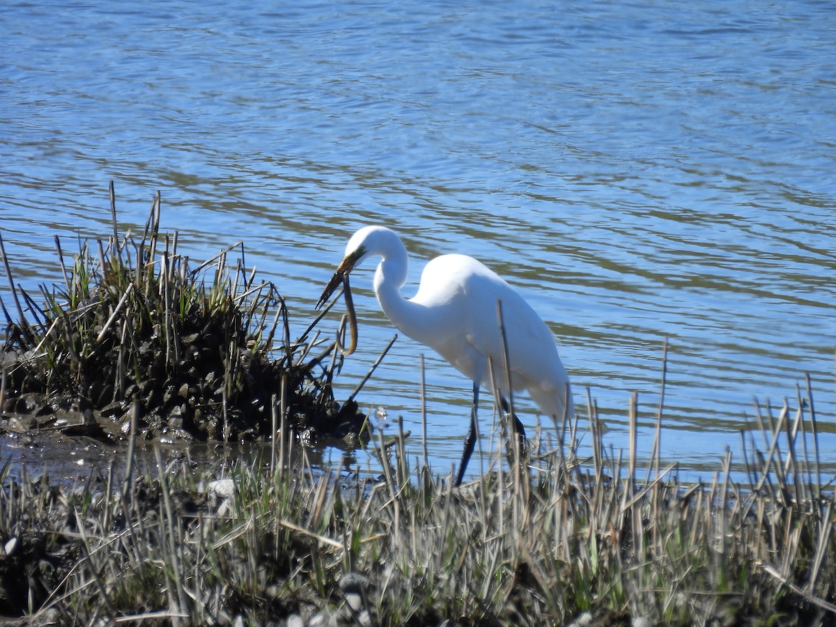 Great Egret - ML617793193