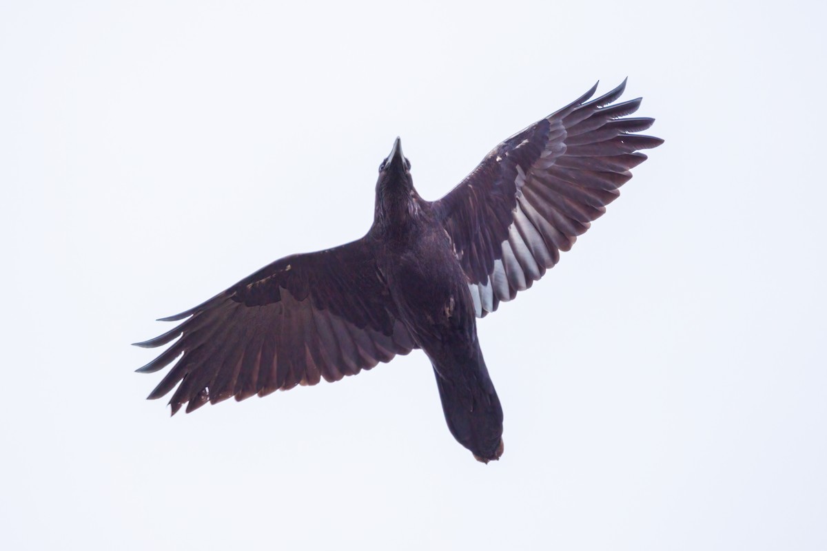 Common Raven - ML617793201