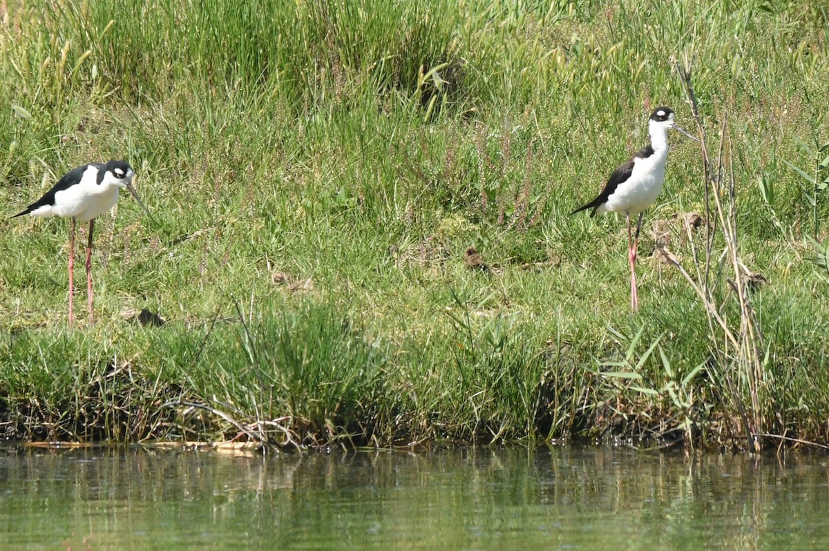 Schwarznacken-Stelzenläufer - ML617793203