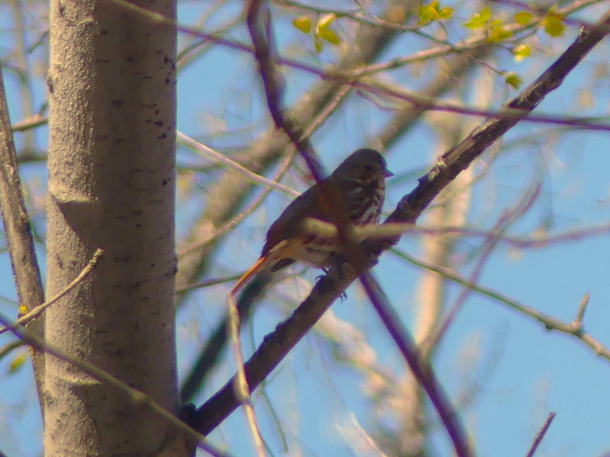 Fox Sparrow - André Labelle