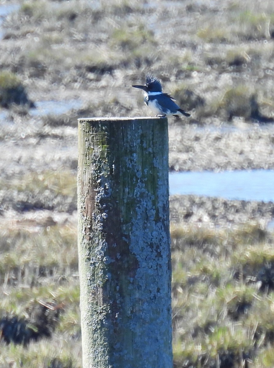 Belted Kingfisher - ML617793234