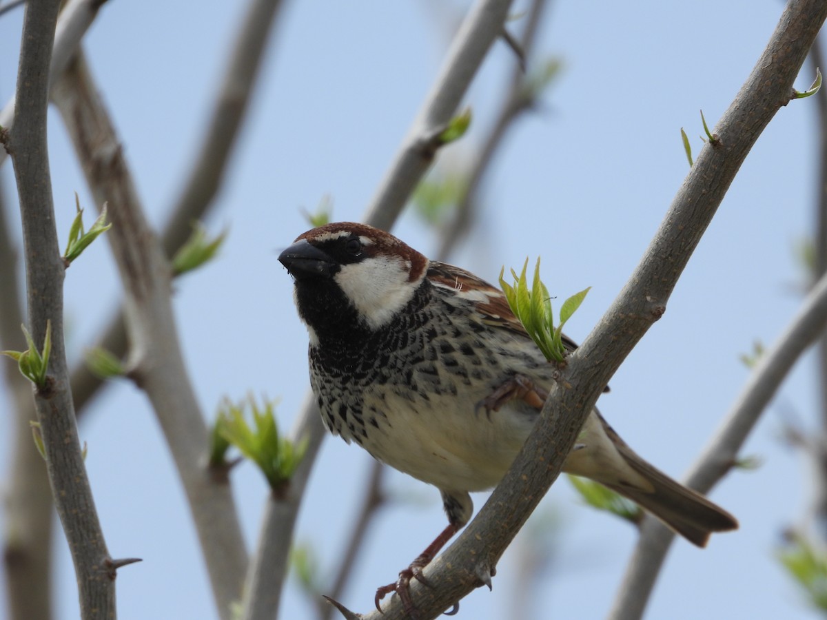 Spanish Sparrow - Josip Turkalj