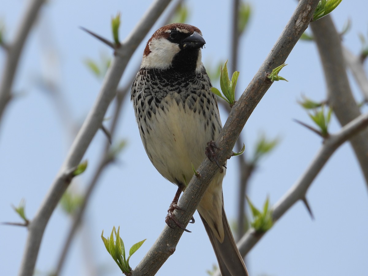 Spanish Sparrow - Josip Turkalj