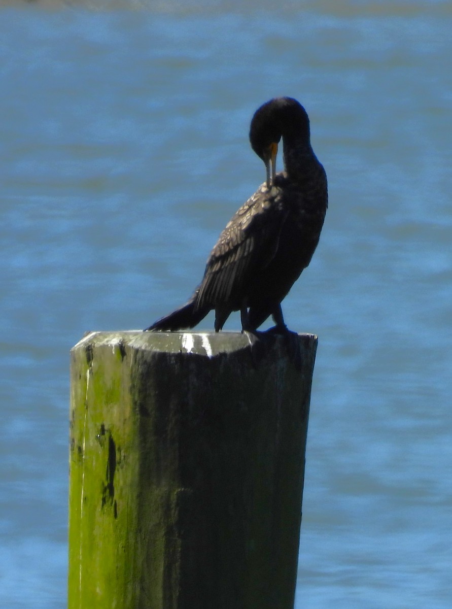 Double-crested Cormorant - ML617793267