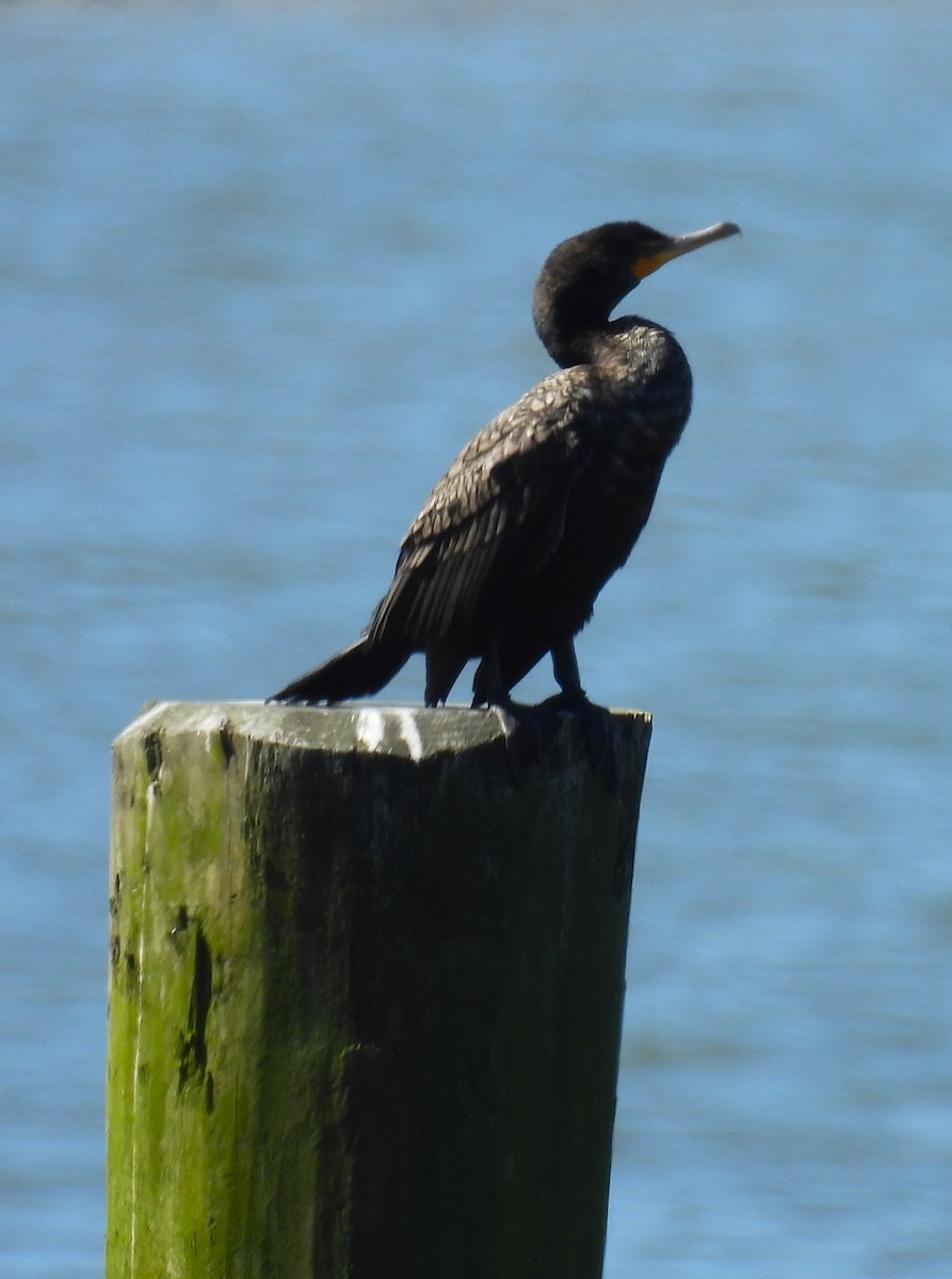 Double-crested Cormorant - ML617793268