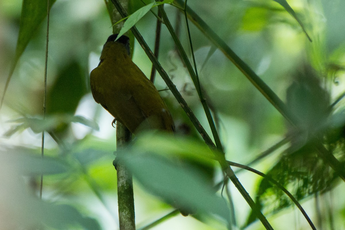 Black-headed Saltator - ML617793276