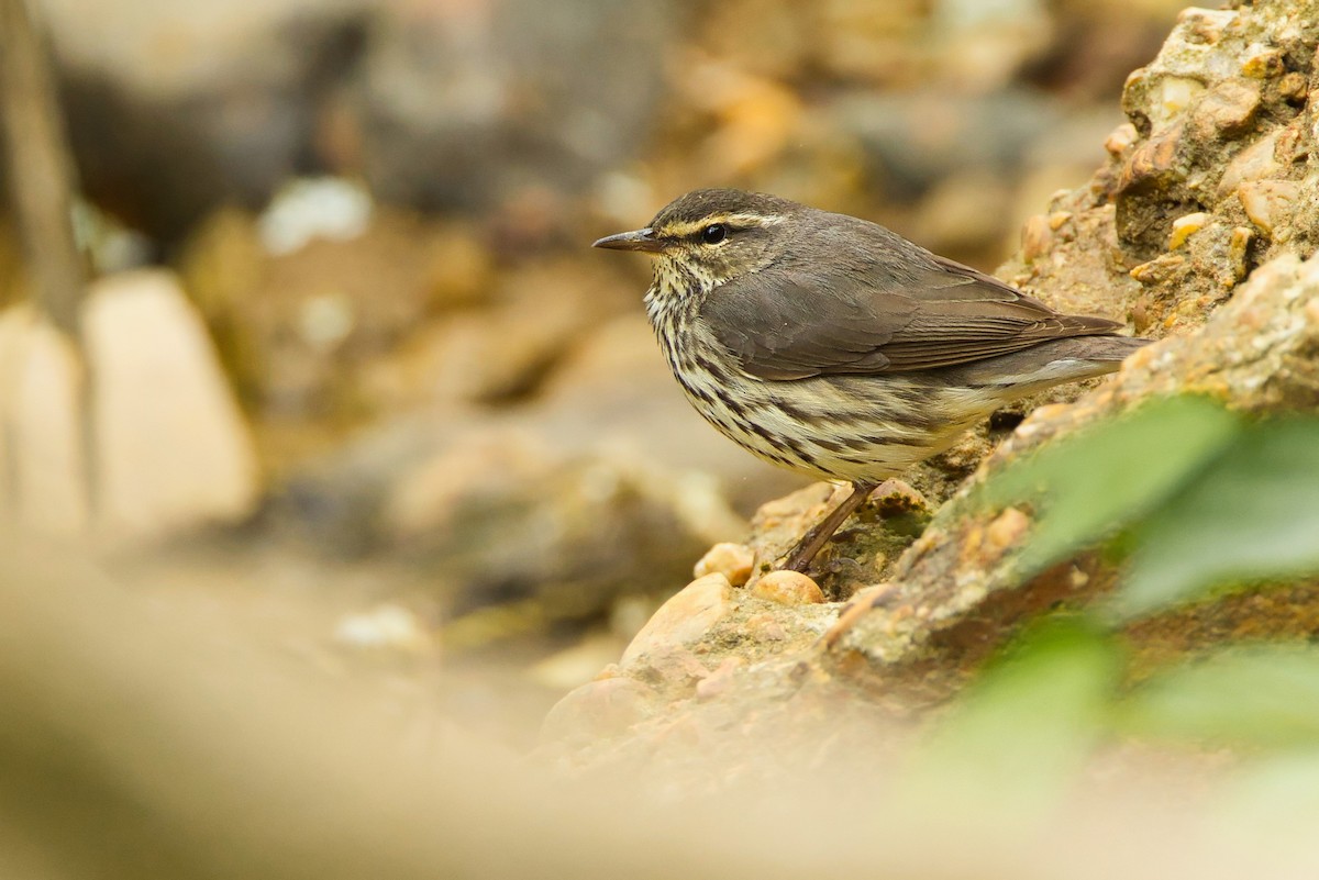 Northern Waterthrush - ML617793287