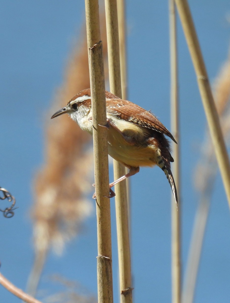 Carolina Wren - ML617793315