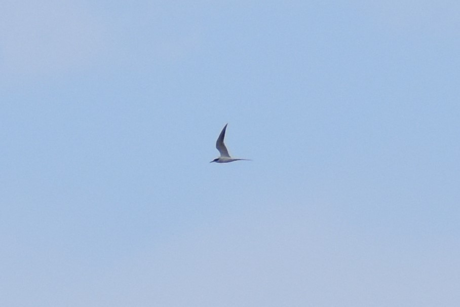 Forster's Tern - ML617793318