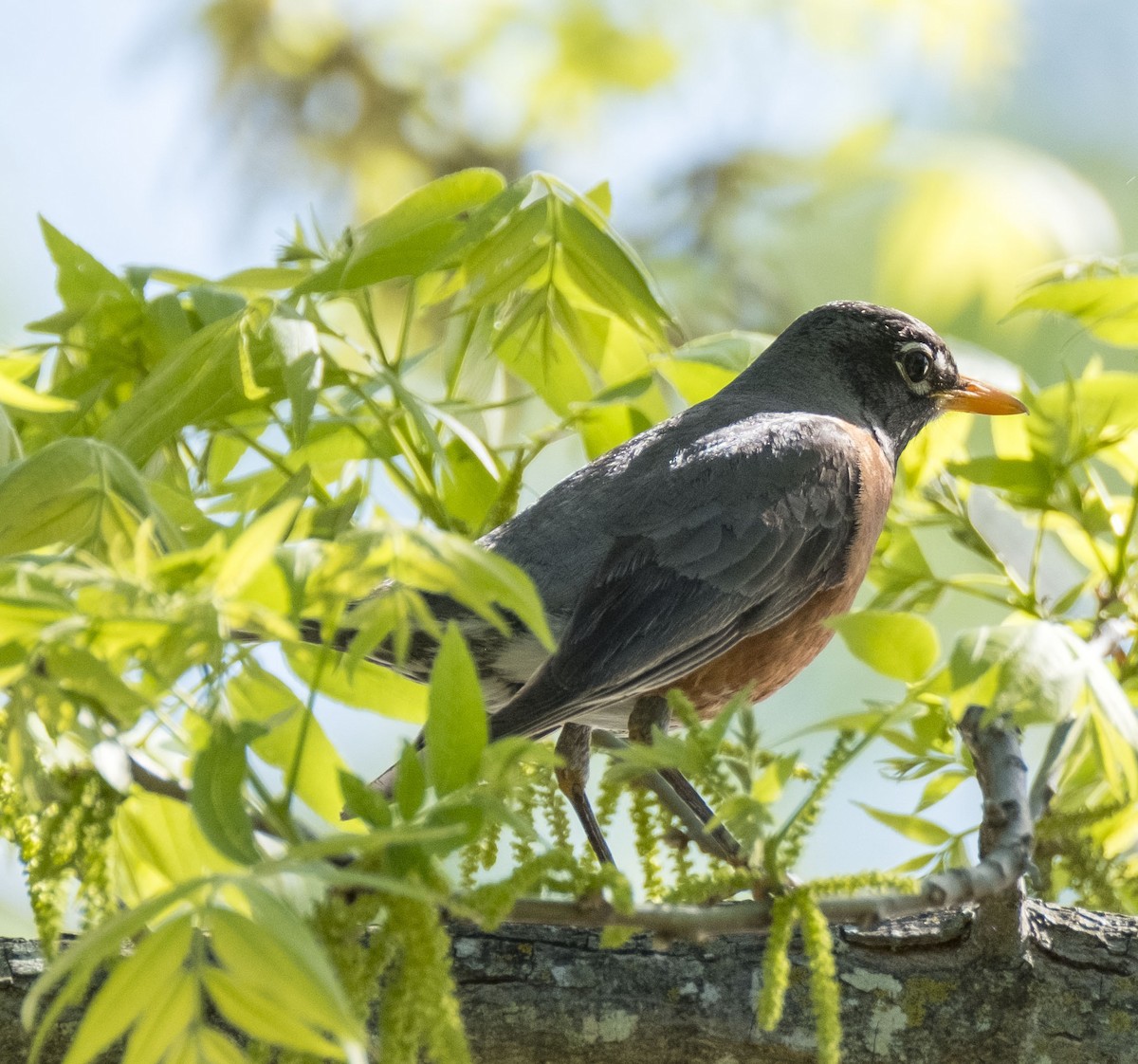 American Robin - Jaya Ramanathan