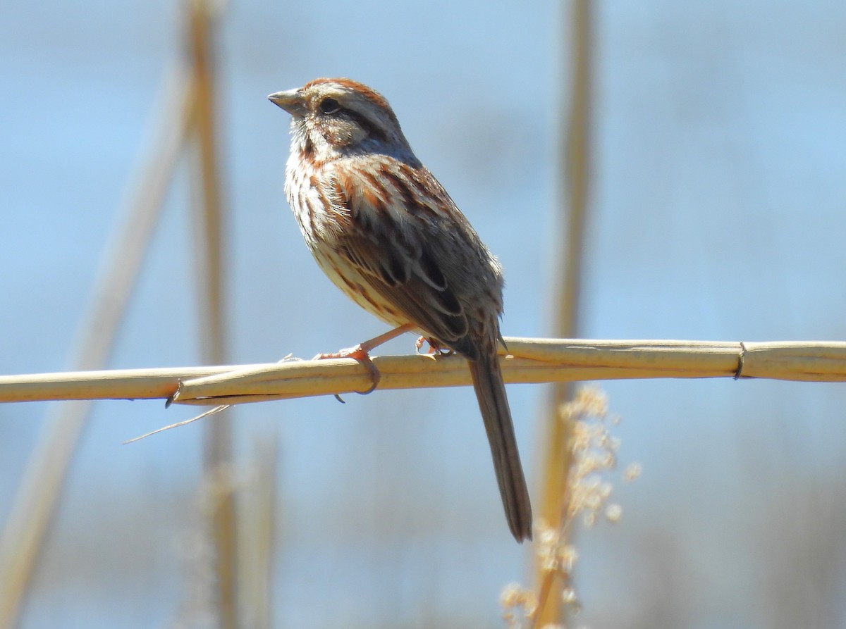 Song Sparrow - ML617793359