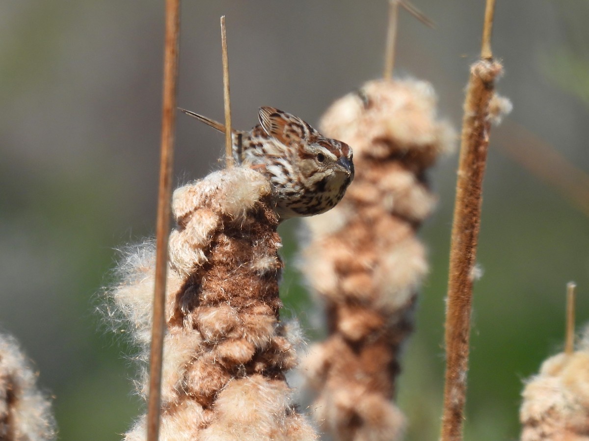 Song Sparrow - ML617793360