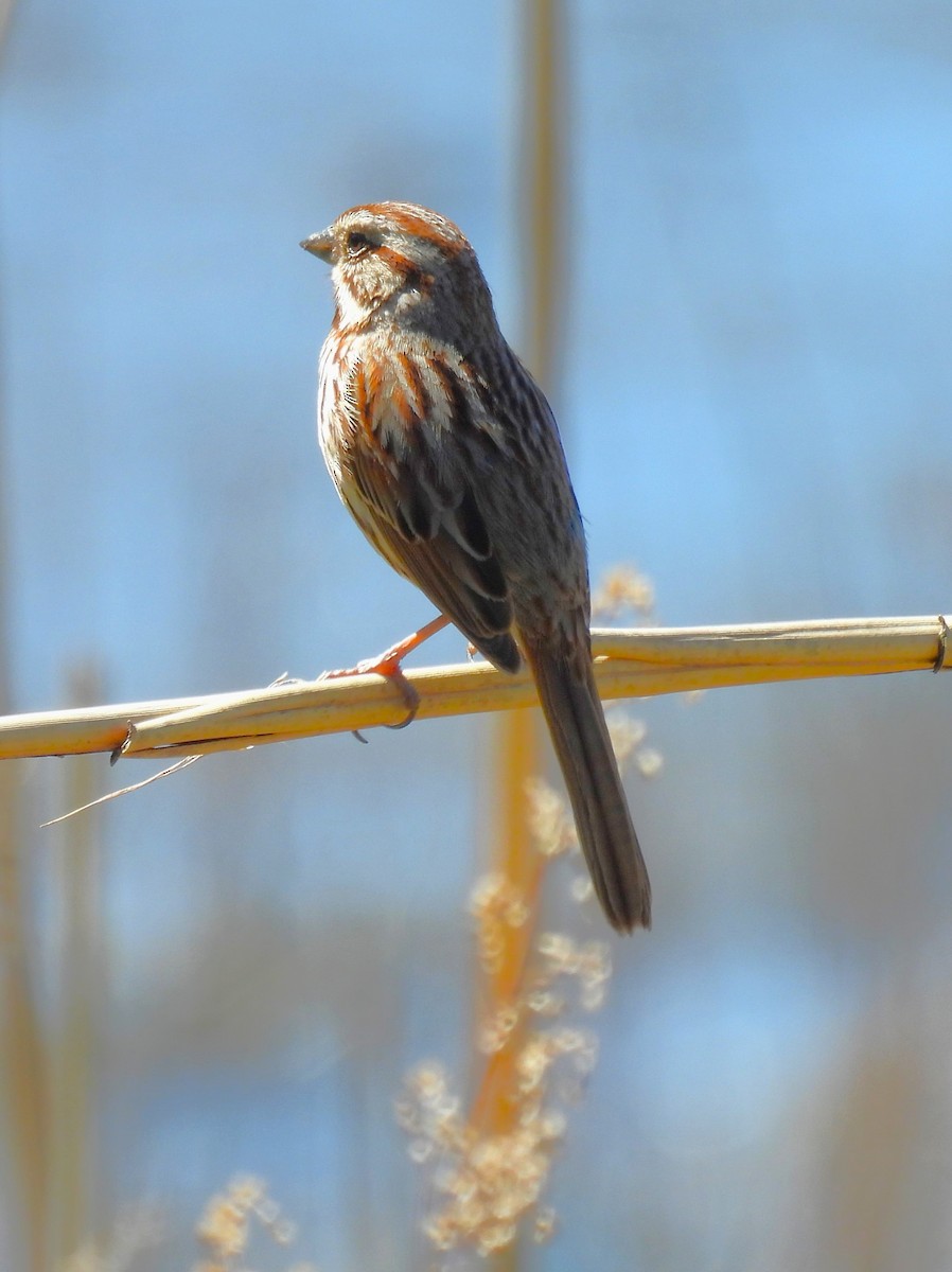 Song Sparrow - ML617793361