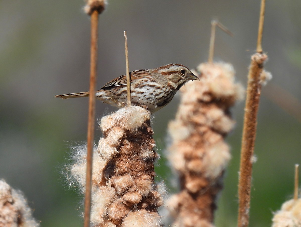 Song Sparrow - ML617793362