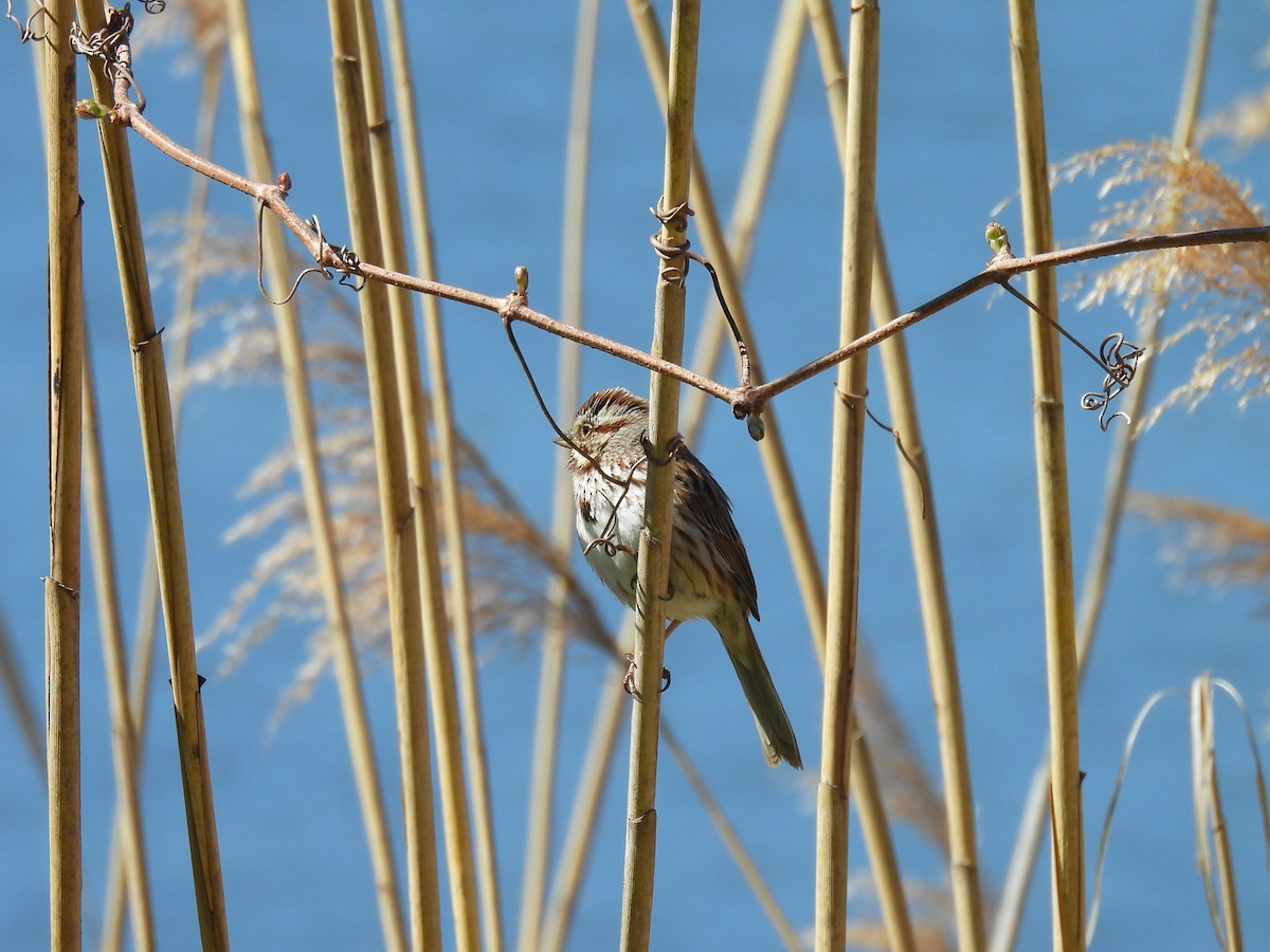 Song Sparrow - ML617793363