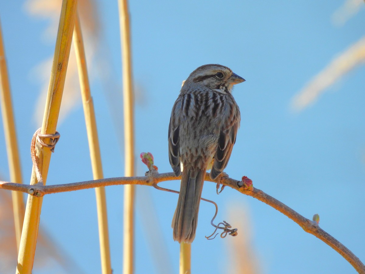 Song Sparrow - ML617793364