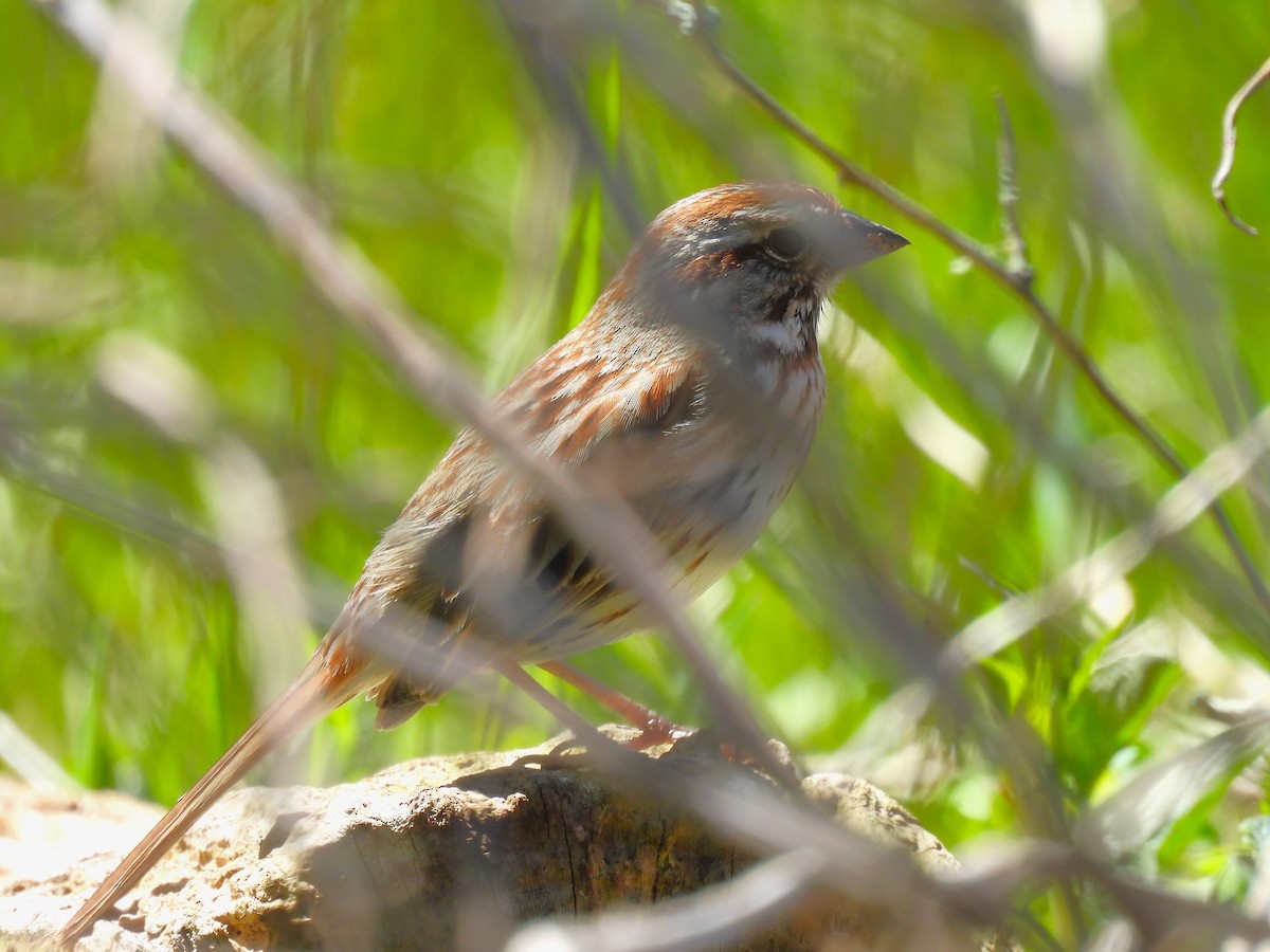 Song Sparrow - Jennifer Wilson-Pines