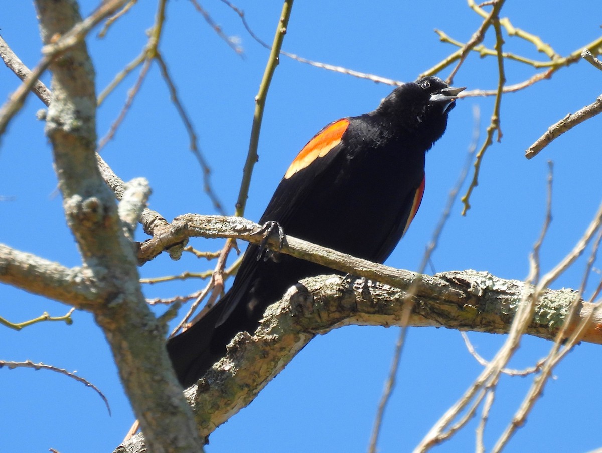 Red-winged Blackbird - ML617793399