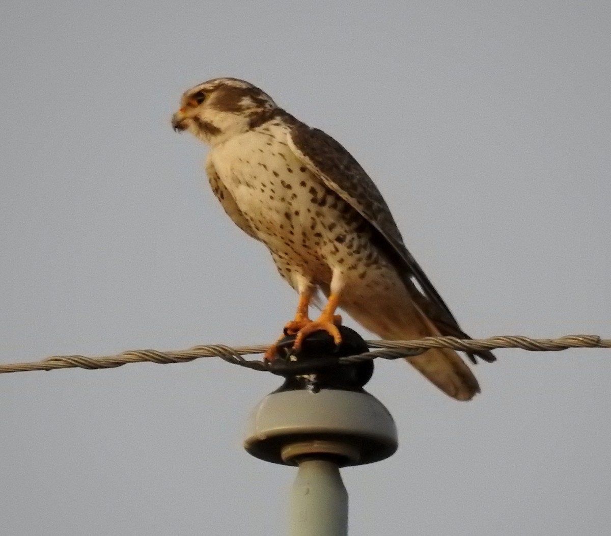 Prairie Falcon - Lauri Taylor