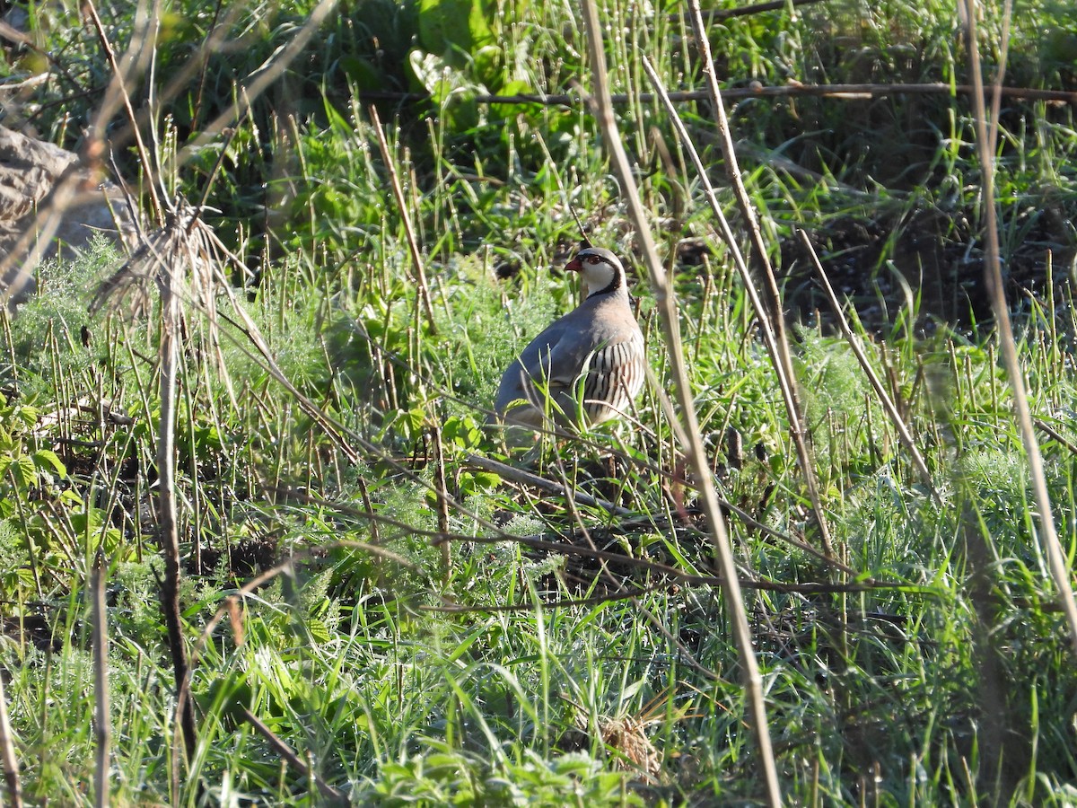 Rock Partridge - Josip Turkalj