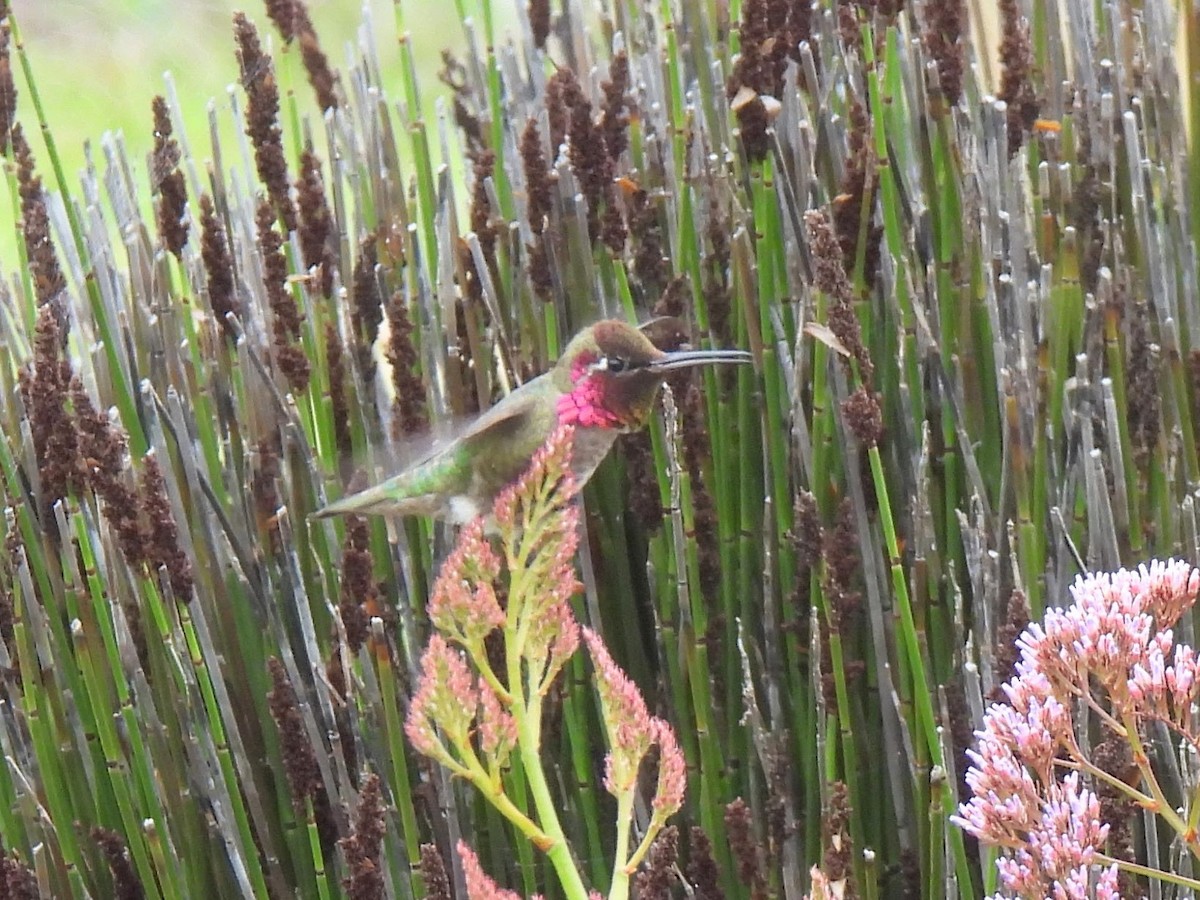 Anna's Hummingbird - ML617793452