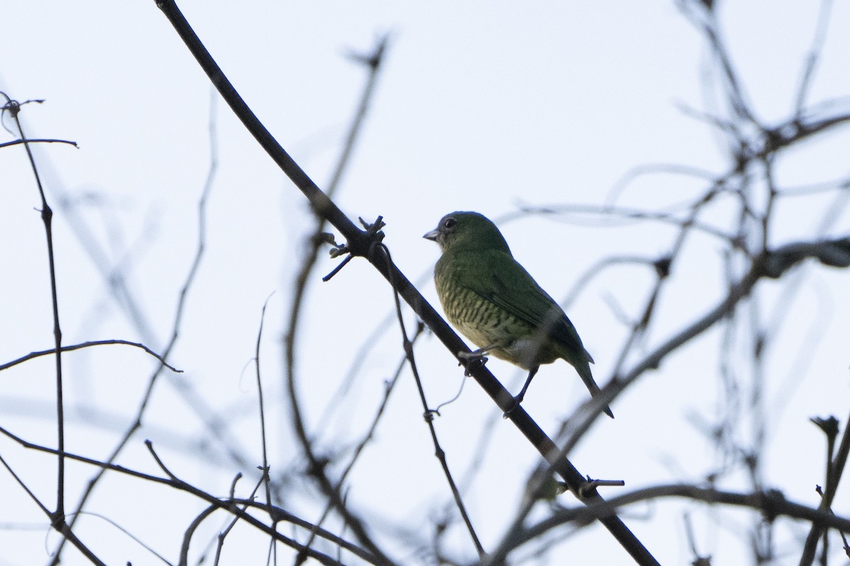 Swallow Tanager - Kyle Arpke