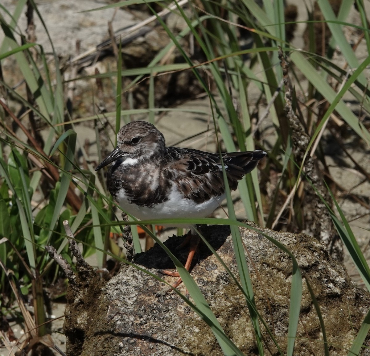 Ruddy Turnstone - John  Paalvast