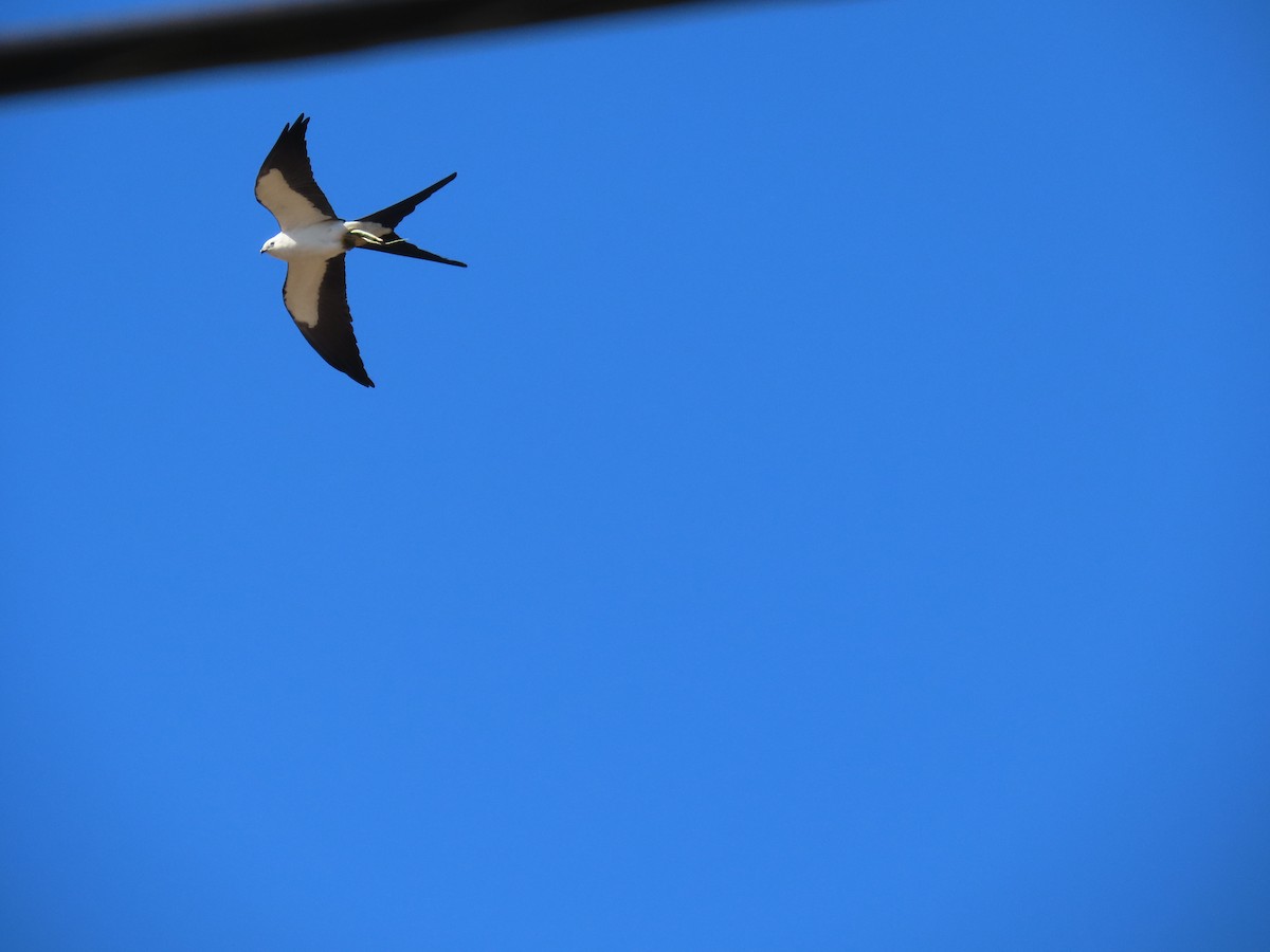 Swallow-tailed Kite - ML617793545
