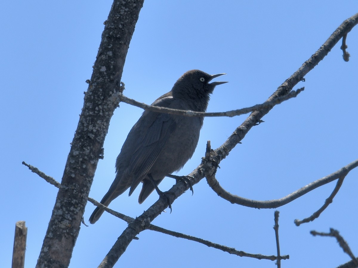 Rusty Blackbird - ML617793563