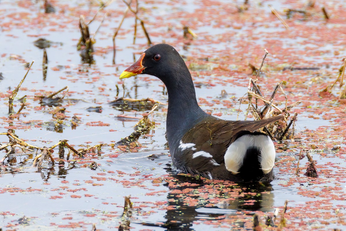 Eurasian Moorhen - Mehmet Emre Bingül