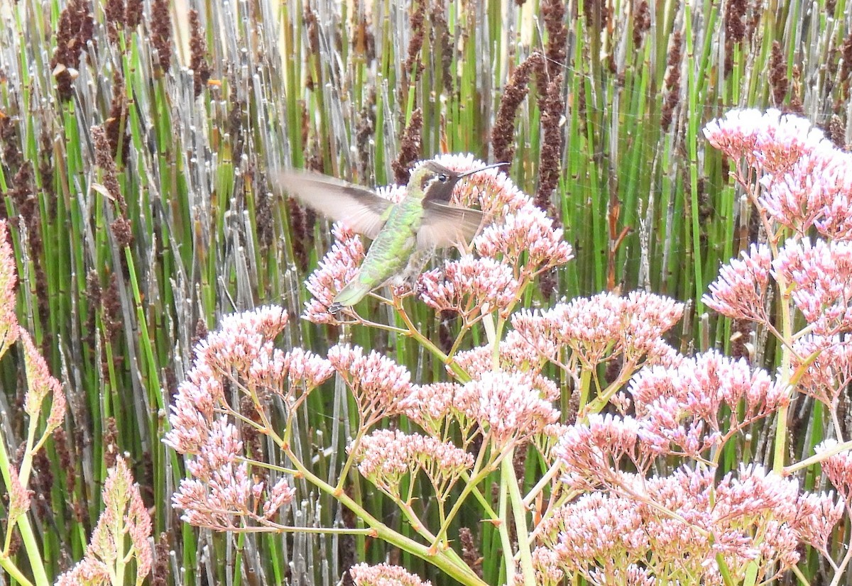 Anna's Hummingbird - ML617793610