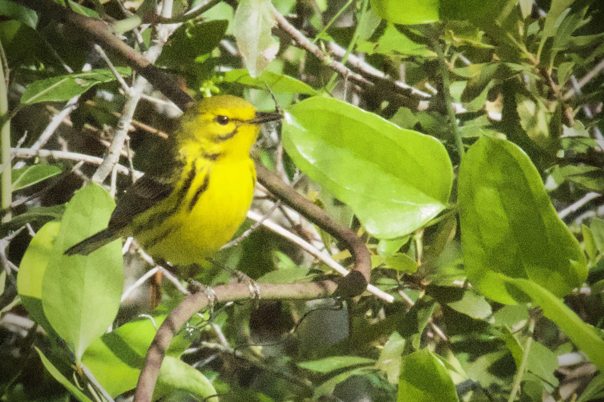 Prairie Warbler - Debbie Metler