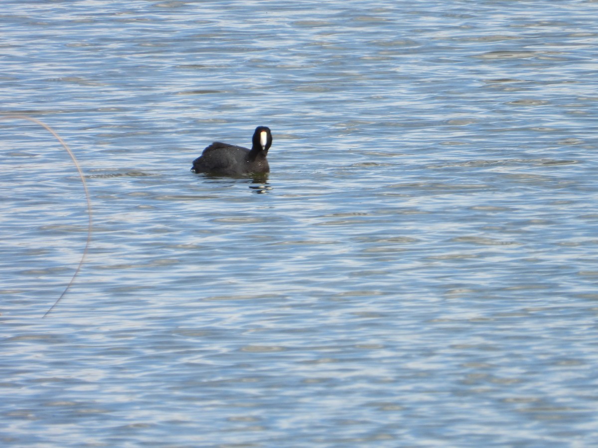 American Coot - ML617793640