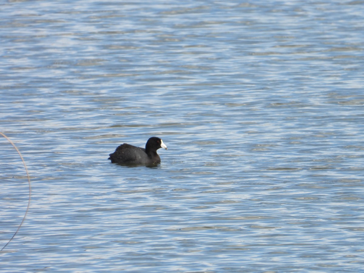 American Coot - ML617793641