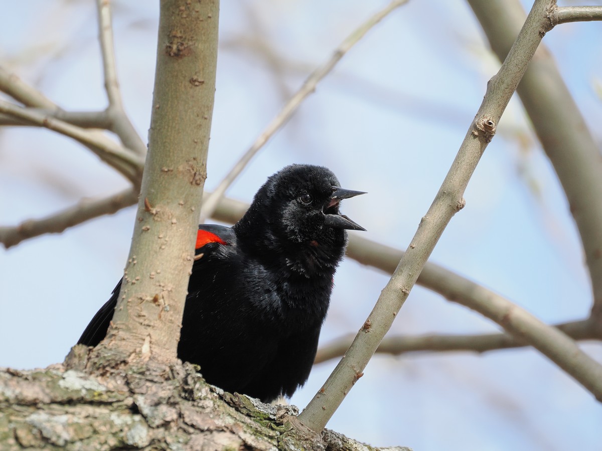 Red-winged Blackbird - ML617793650