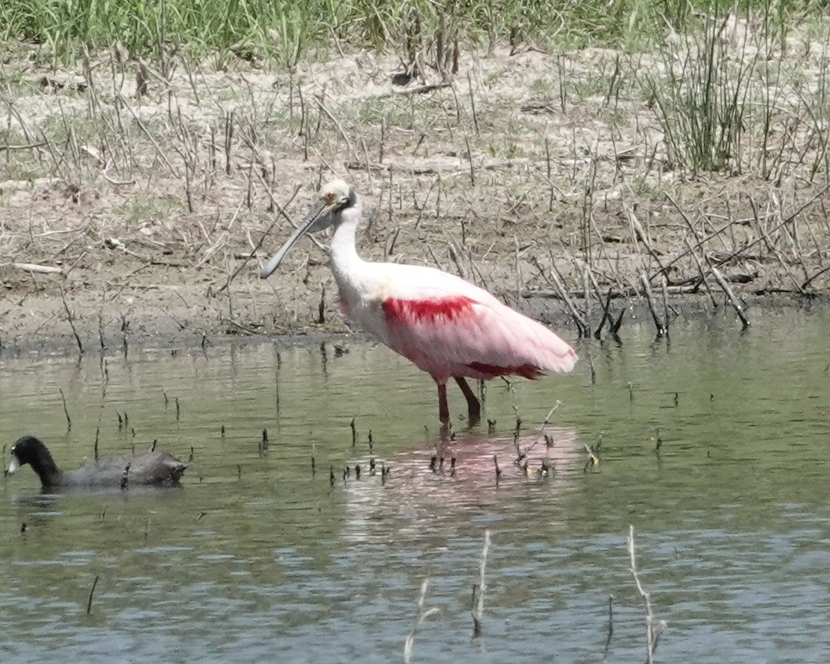 Roseate Spoonbill - ML617793651