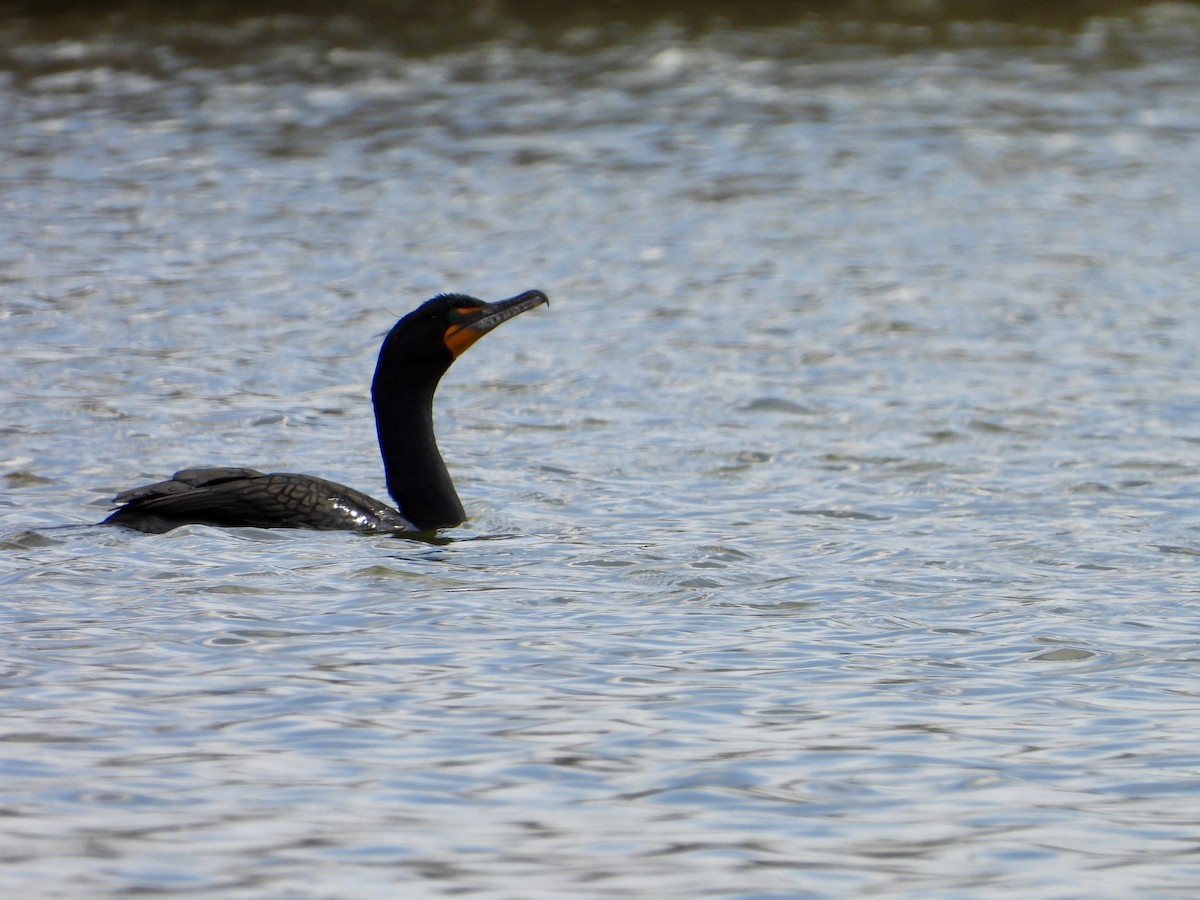 Double-crested Cormorant - Whitney Heim