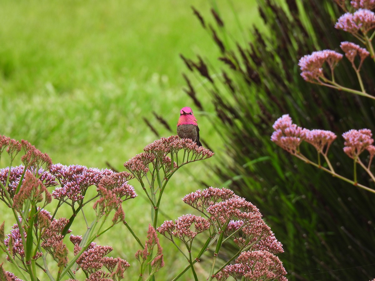 Anna's Hummingbird - ML617793714