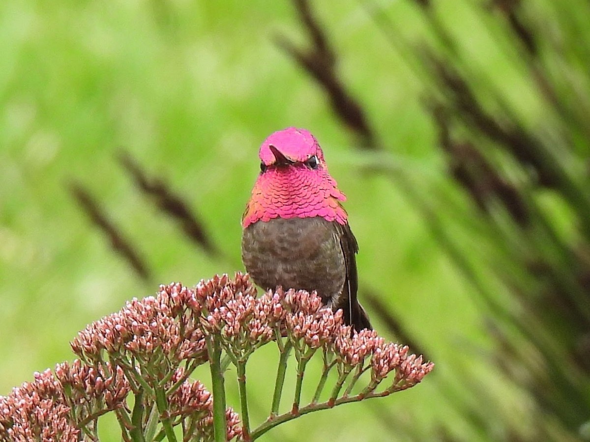 Colibrí de Anna - ML617793717