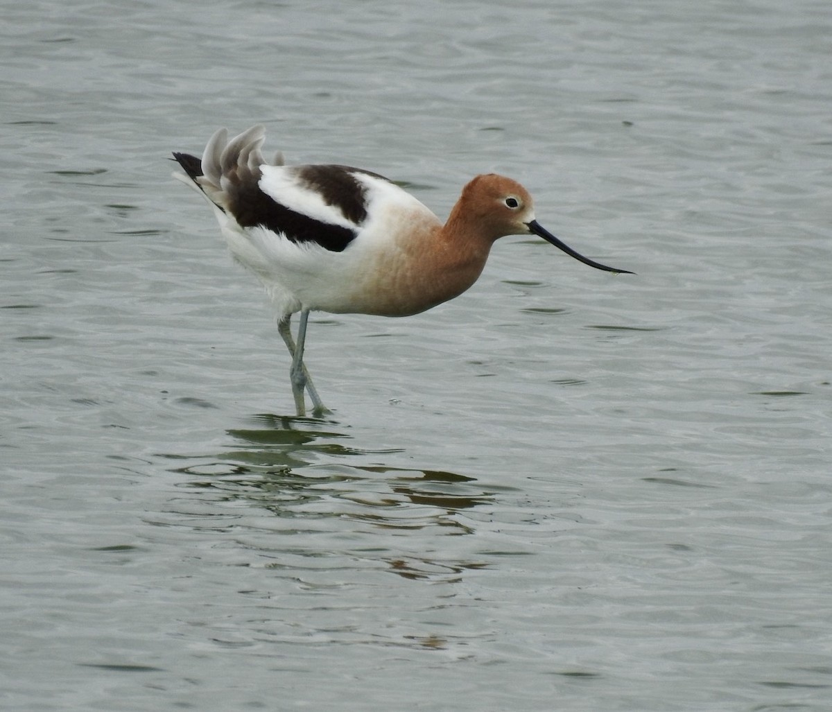 Avocette d'Amérique - ML617793724