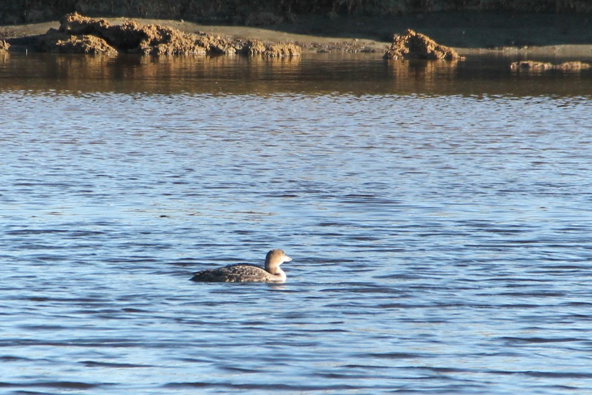 Common Loon - ML617793725